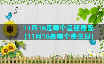 11月16是哪个星座最配(11月16是哪个佛生日)