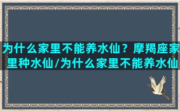 为什么家里不能养水仙？摩羯座家里种水仙/为什么家里不能养水仙？摩羯座家里种水仙-我的网站