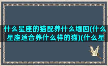 什么星座的猫配养什么缅因(什么星座适合养什么样的猫)(什么星座最适合养什么猫)