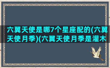 六翼天使是哪7个星座配的(六翼天使月季)(六翼天使月季是灌木吗)