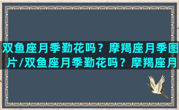 双鱼座月季勤花吗？摩羯座月季图片/双鱼座月季勤花吗？摩羯座月季图片-我的网站