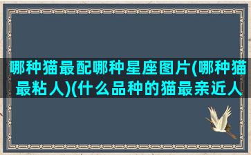 哪种猫最配哪种星座图片(哪种猫最粘人)(什么品种的猫最亲近人)