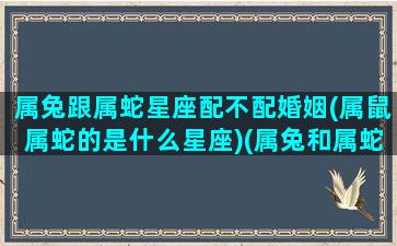 属兔跟属蛇星座配不配婚姻(属鼠属蛇的是什么星座)(属兔和属蛇的婚配相克吗)