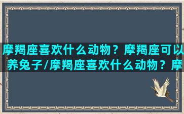 摩羯座喜欢什么动物？摩羯座可以养兔子/摩羯座喜欢什么动物？摩羯座可以养兔子-我的网站