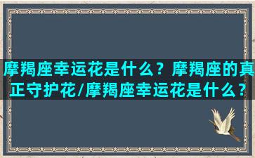 摩羯座幸运花是什么？摩羯座的真正守护花/摩羯座幸运花是什么？摩羯座的真正守护花-我的网站