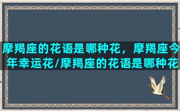 摩羯座的花语是哪种花，摩羯座今年幸运花/摩羯座的花语是哪种花，摩羯座今年幸运花-我的网站