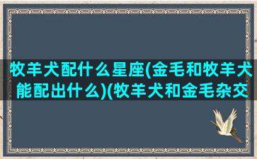 牧羊犬配什么星座(金毛和牧羊犬能配出什么)(牧羊犬和金毛杂交图片)