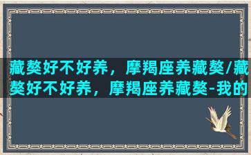 藏獒好不好养，摩羯座养藏獒/藏獒好不好养，摩羯座养藏獒-我的网站(养藏獒的人是什么性格)